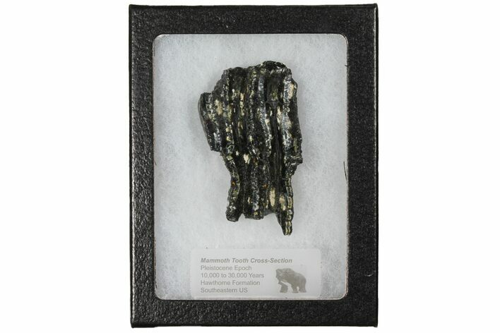 2.4" Mammoth Molar Slice With Case - South Carolina